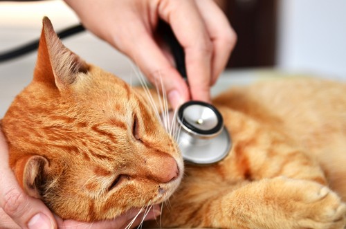 Wellness Exams Bedford, IN