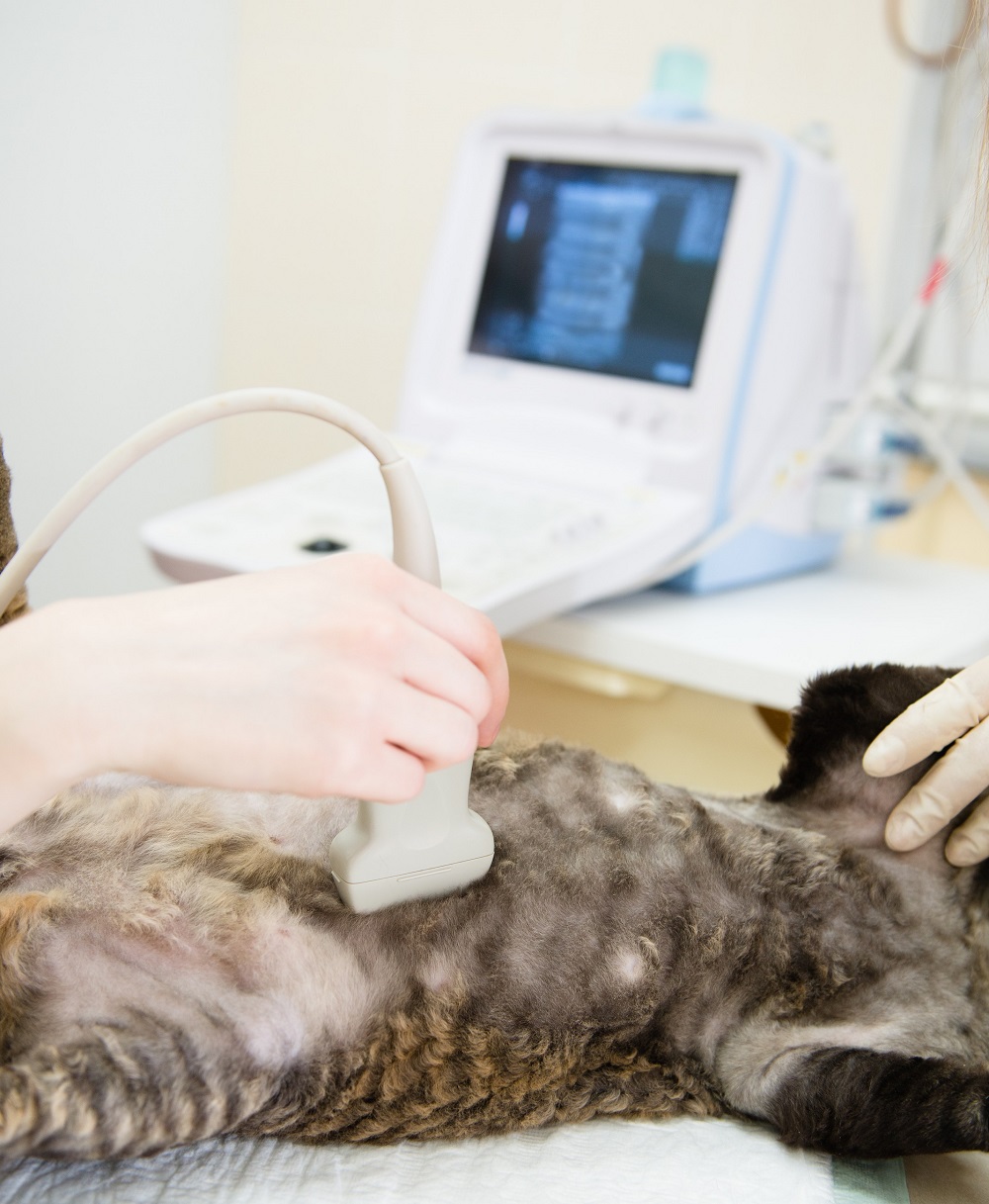Ultrasound Bedford, IN